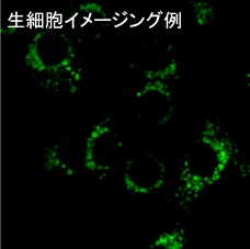 Hepa1-6細胞に薬剤刺激を与えた際のLipiRADICAL Greenでの生細胞イメージング例